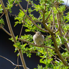 A house sparrow (Passer domesticus) grooms itself while perched on a leafy branch, illuminated against a dark background, showcasing natural behavior and vivid contrast.