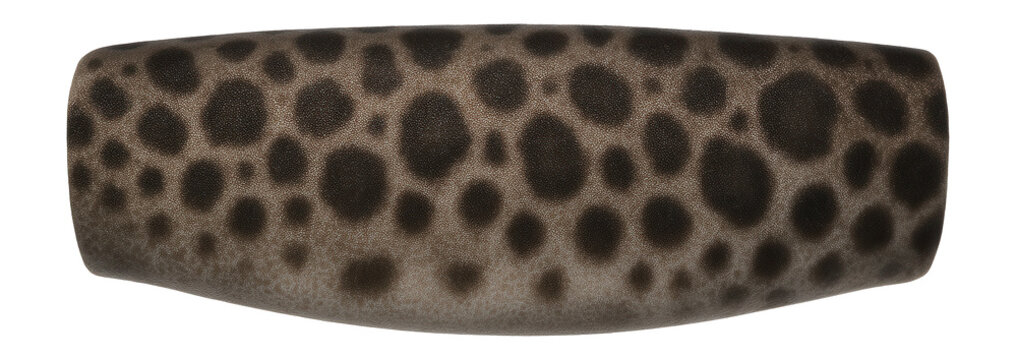 Leopard shark skin with spotted pattern and contrasting light and dark patches