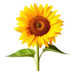 Obraz premium PNG Flower png sunflower plant