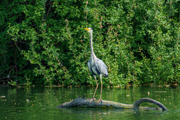 A Grey Heron (Ardea cinerea) stands on a partially submerged log in calm water, surrounded by dense...