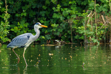 A Grey Heron (Ardea cinerea) stands on a submerged branch in shallow water, beak open, surrounded by dense green wetland vegetation in a calm setting.