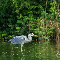 A Grey Heron (Ardea cinerea) stands on a submerged branch in shallow water, beak open, surrounded by dense green wetland vegetation in a calm setting.