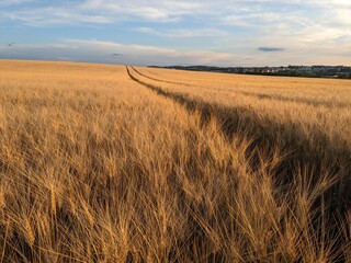 Barley fields glowing at golden hour sunset mixed with rapeseed crops.