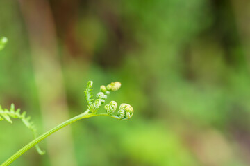夏の山　緑色のシダの葉が伸びる08