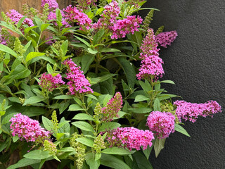 Buddleja davidii flowering plant summer lilac, butterfly bush