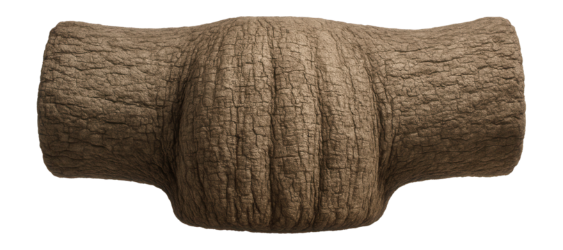 Mature baobab tree trunk with wide girth and rough, cracked bark