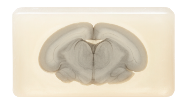 Paraffin block containing mouse brain sample, featuring a rectangular shape and translucent appearance