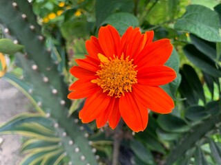orange flower in the garden