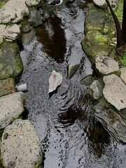stones in the water