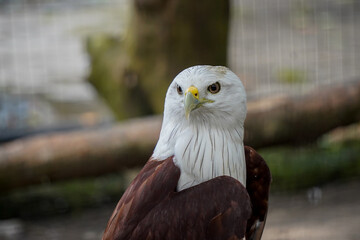 
A Brahminy Kite, also known as a Red-backed Sea Eagle, looks to the right. The bird has a white...