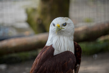 
A Brahminy Kite, also known as a Red-backed Sea Eagle, looks to the right. The bird has a white...
