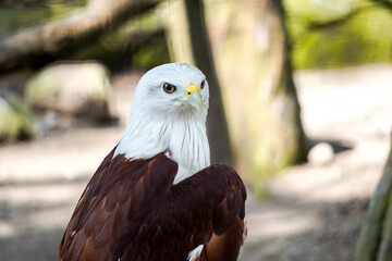 
A Brahminy Kite, also known as a Red-backed Sea Eagle, looks to the right. The bird has a white...