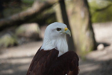 
A Brahminy Kite, also known as a Red-backed Sea Eagle, looks to the right. The bird has a white...