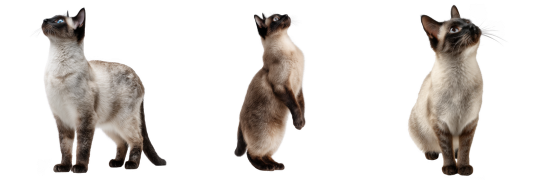 Three Siamese cats in different poses looking up against black background isolated on a transparent background