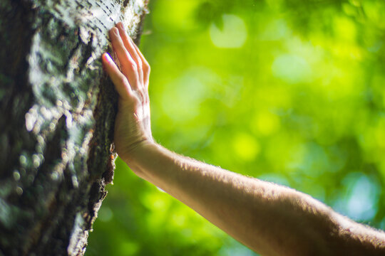 A man's hand touch the tree trunk close-up. Bark wood.Caring for the environment. The ecology concept of saving the world and love nature by human