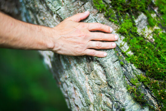 A man's hand touch the tree trunk close-up. Bark wood.Caring for the environment. The ecology concept of saving the world and love nature by human