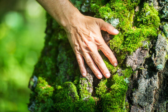 A man's hand touch the tree trunk close-up. Bark wood.Caring for the environment. The ecology concept of saving the world and love nature by human