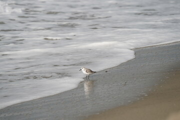 Fototapeta premium FRATINO DAVANTI AL MARE
