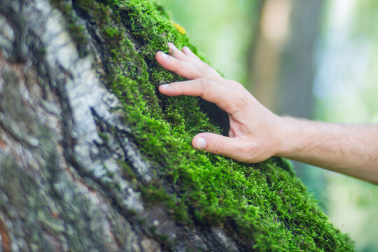Man gently touching a tree trunk close-up. Bark wood. Connection with nature. Ecology, environmental care, love for the planet