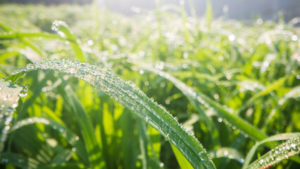 Close-up of fresh green grass with dew drops in soft morning sunlight. Natural summer background for eco, nature, or garden-themed designs