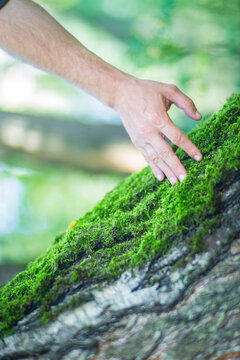 Man gently touching a tree trunk close-up. Bark wood. Connection with nature. Ecology, environmental care, love for the planet