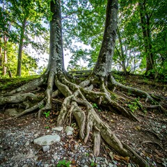 Fototapeta premium Closeup of ancient tree roots intertwined on the forest floor, surrounded by green foliage and natural light.