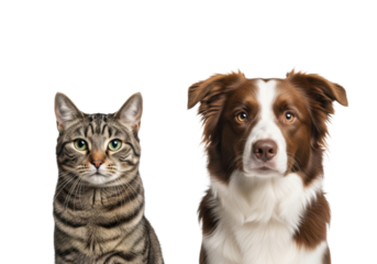 Adult tabby cat with green eyes and border collie mix dog, sitting calmly side-by-side on a transparent studio background with copy space, brightly lit, no shadows. Harmonious pet companionship and