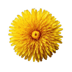 Close-up of a bright yellow dandelion.  The flower's numerous, fine petals radiate outward from a central disc.  Sharp focus and rich color against a black background