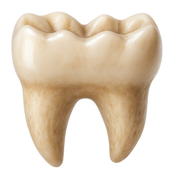 Omnivorous mammal molar with flat surface and cusps for grinding food
