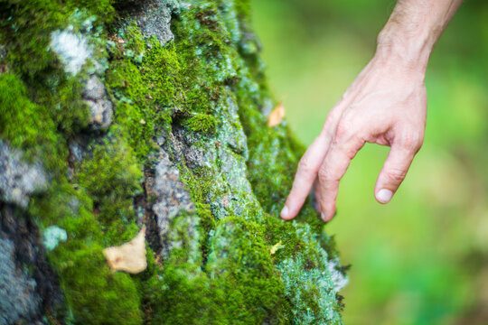 Man gently touching a tree trunk close-up. Bark wood. Connection with nature. Ecology, environmental care, love for the planet