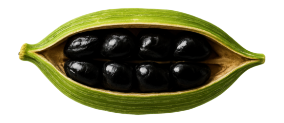 Split cardamom pod revealing small black seeds within a green husk