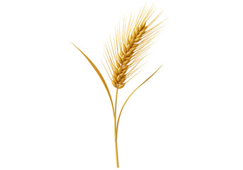 Isolated Golden Wheat Stalk on White Background