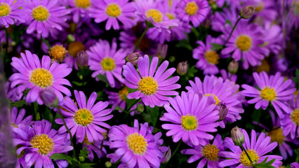 Vibrant purple daisies with yellow centers in full bloom, creating a colorful floral background. Perfect for spring and summer themes, gardening, nature, and decorative design concepts.