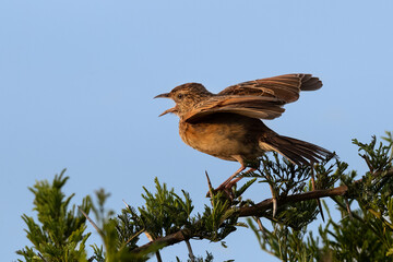 Rufous-naped lark sitting on a branch and call