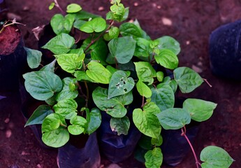 Young betel (Piper betle) plants growing in black poly grow bags at a nursery. These heart-shaped...
