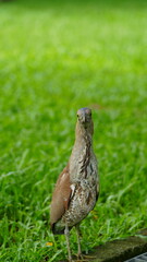 A Malayan Night Heron (Gorsachius melanolophus) standing alert on green grass. Ideal for themes of wildlife, birdwatching, tropical nature, biodiversity, and conservation in Southeast Asia.