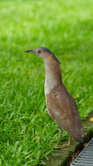 A Malayan Night Heron (Gorsachius melanolophus) standing alert on green grass. Ideal for themes of wildlife, birdwatching, tropical nature, biodiversity, and conservation in Southeast Asia.