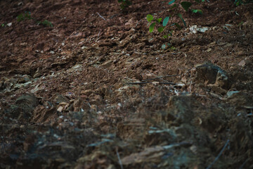 soil in the blackground