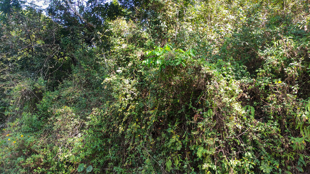 A heart-shaped hole in the dense tree crown. The current river to the cliff. The sun shines on the mountains. The concept of love for nature and passion for travel.