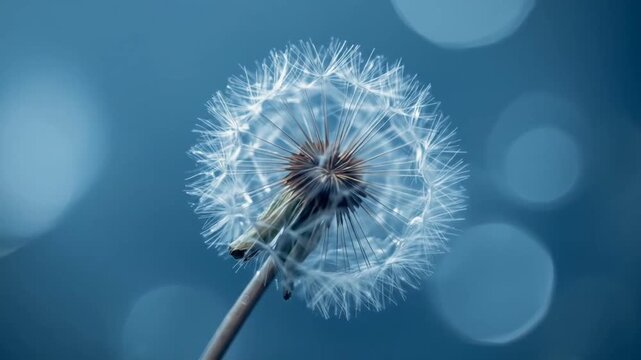 Abstract blurred nature background dandelion seeds parachute. Abstract nature bokeh pattern