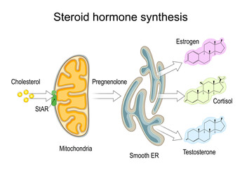 Steroid hormone synthesis