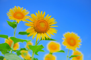 Fototapeta premium 夏空と満開のひまわり畑