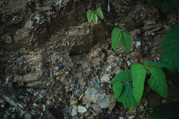 plant growing in the ground