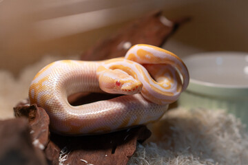 Albino Ball Python Coiled on Wooden Decor Inside a Captive Enclosure
