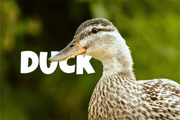The Duck: Wanderer of the Waters