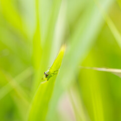 夏の川　草にしがみ付く小さなイナゴ01