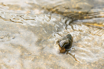 夏の川　川の岩の上で這うカワニナ01