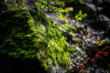 森の宝石、光を浴びる苔