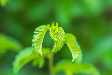 夏の山　成長して開いていく木の葉01