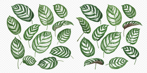 A beautiful watercolor collection of striped tropical Calathea leaves, isolated on a transparent background.